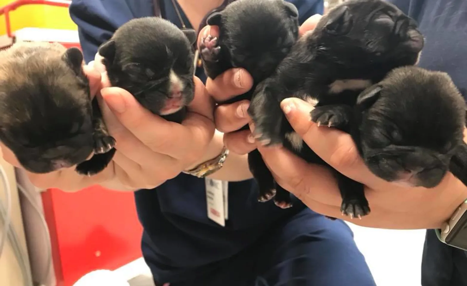5 new born puppies.